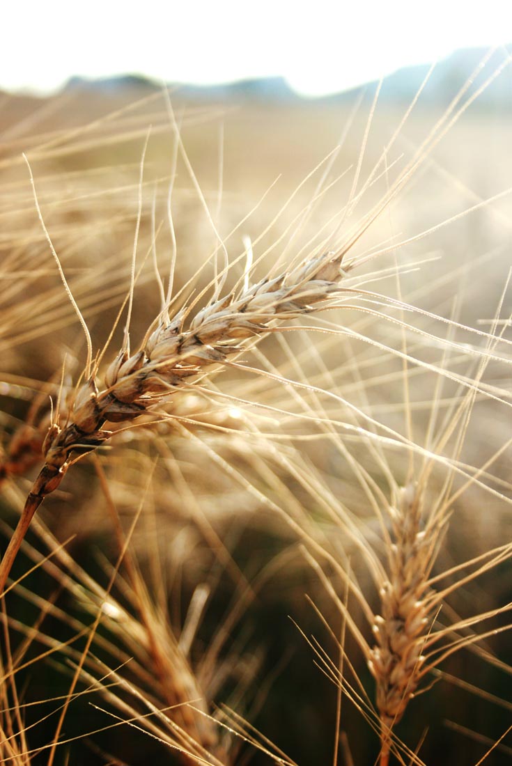 Comment maigrir grâce aux fibres avec le bon matériel cuisine !