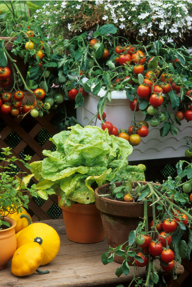 L'art culinaire à la rescousse des surplus du potager