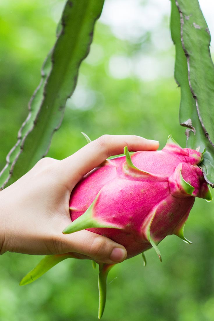 Comment bien choisir son pitaya ?